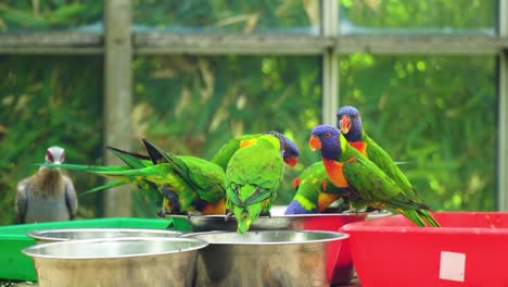 multi-coloured-group-of-birds-eating-together-from-the-same-bowl-in-a-glass-house-wooden-frame-in-the-background-one-grey-bird-on-his-own-eating-from-different-bowl-next-to-them-cinematic-movie