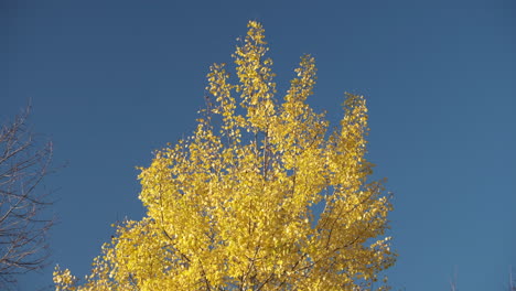 Schimmernde-Hellgelbe-Silberne-Birkenblätter-In-Einem-Lebhaften-Herbstwind-Gegen-Einen-Strahlend-Blauen-Himmel,-Warwickshire,-England