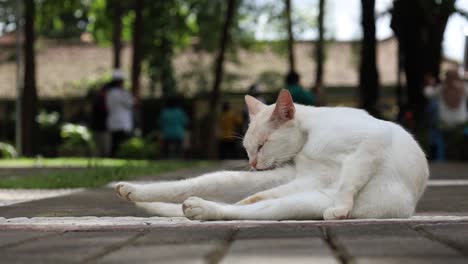 Gato-Doméstico-Blanco-Sentado-En-El-Suelo-En-El-Patio