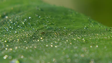 Morning-Dew-Fell-on-leaf