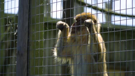 small-monkey-taken-away-from-its-original-home-and-left-to-be-an-attraction-for-humans-in-a-zoo-feeling-unnatural-holding-on-to-the-metal-fence-looking-around-nobody-pay-attention-to-her-slow-motion