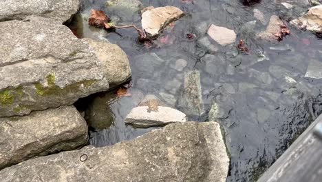 slow-moving-creek-in-cove-spring-park-frankfort-kentucky-surrounded-by-rocks-and-greenery-1080p