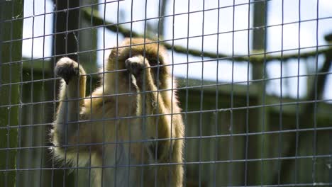 small-monkey-holding-on-to-a-fence-feeling-trapped-taken-away-from-its-tropical-environment-close-up-facial-expressions-slow-motion-sunny-bright-day-cinematic-depressing-scenery