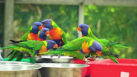 close-up-of-multi-coloured-group-of-birds-gathering-around-a-bowl-to-feast-eat-drink-together-in-glass-house-sunny-summer-adventurous-atmosphere-unique-cinematic-funny-comedy-voice-over-clip