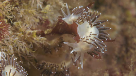 Nudibranch-during-a-dive-in-Percé-in-the-northern-atlantic