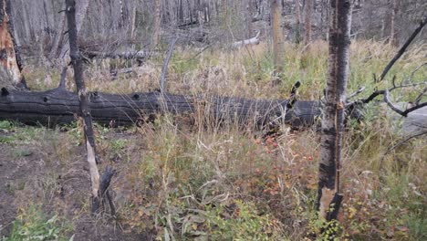 FPV-walking-through-a-burned-forest-over-dead-fallen-burnt-trees