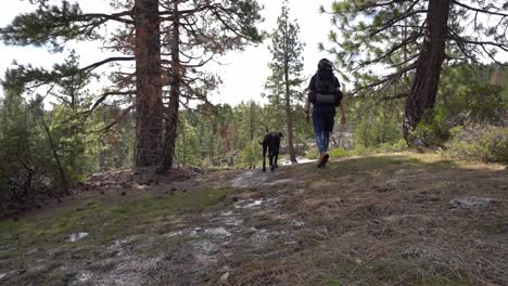 Man-on-a-backpacking-trip-on-a-hike-with-his-Great-dane-Puppy-through-a-pine-forest
