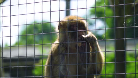 motivational-survival-of-monkey-behind-cage-not-losing-his-hope-feeling-in-balance-confident-individual-fury-animal-in-the-zoo-behind-the-cage-slow-motion
