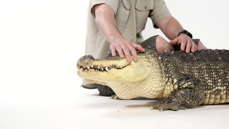 Zoologist-calms-American-Alligator---isolated-on-white-background