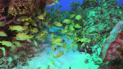Los-Pargos-Se-Acercan-A-Los-Arrecifes-De-Coral-En-Cozumel,-México,-Mar-Caribe