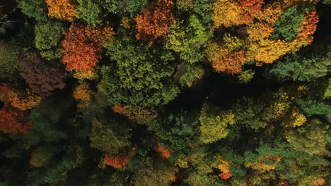Autumn-season-with-the-fall-colors-showing-in-a-deciduous-forest---straight-down-aerial-view