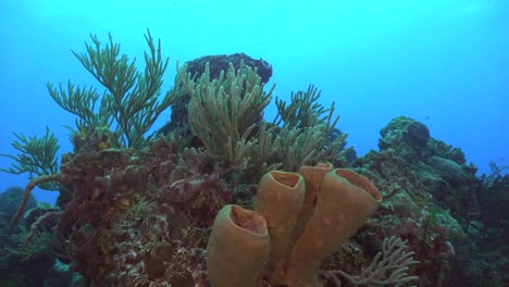 Schwämme-Und-Weichkorallen-Im-Karibischen-Meer-Cozumel