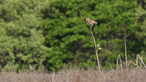 Wide-static-shot-of-a-burrowing-owl-perched-on-a-small-sapling-in-grasslands-with-forest-in-the-background-on-a-very-windy-day-as-it-looks-around