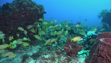 Pargos-En-Arrecifes-De-Coral-En-Cozumel,-México,-Gran-Angular