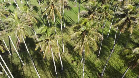 Beautiful-aerial-landscape-of-green-lush-palm-plantation,-Hawaii,-Kauai,-Kapa’a
