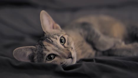 Braunes-Katzenkätzchen,-Das-Im-Bett-Ruht-Und-Sich-Um-Das-Iris-auge-Bewegt