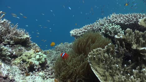 Tomato-Anemonefish-on-colorful-coral-reef-wide-angle-shot-filmed-on-tripod