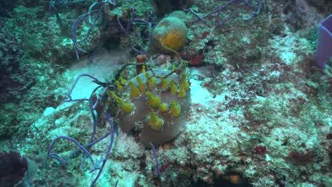 Esponjas-Amarillas-En-Arrecifes-De-Coral-En-El-Mar-Caribe-De-Cozumel
