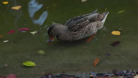 Portrait-Of-A-Female-Mallard-Duck-Swim-On-The-Pond-In-Autumn