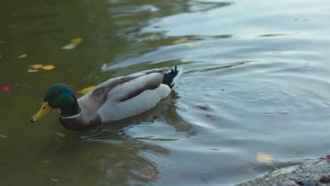 Male-Mallard-Duck-In-Shallow-Water-Lake-During-Autumn