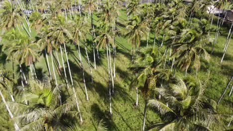 Schöne-Luftlandschaft-Der-Grünen-üppigen-Palmenplantage,-Hawaii,-Kauai,-Kapa&#39;a