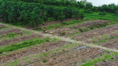 Commercial-farming-carryout-canopy-management-by-pruning-and-clearing-out-old-aged-oil-palm-tress-to-maximise-yield-and-increase-productivity,-farmlands-along-sungai-dinding-river,-Perak,-Malaysia
