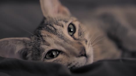 Braunes-Katzenkätzchen,-Das-Im-Bett-Ruht-Und-Die-Kamera-Aus-Der-Nähe-Betrachtet