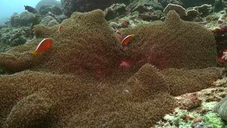 Orange-anemonefish-in-big-sea-anemone-on-coral-reef-wide-angle-shot-filmed-on-tripod