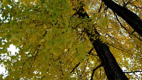 Gelbgoldenes-Laub-Eines-Baumes-Während-Der-Herbstsaison