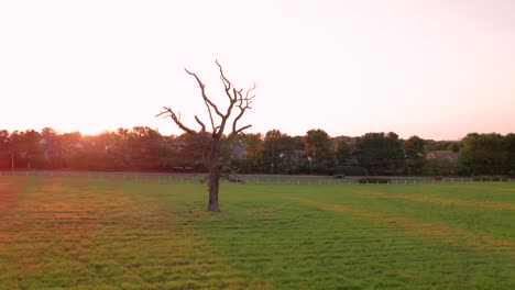 Aerial-orbit-around-solitary-tree-in-a-field-at-sunset