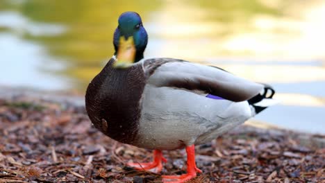 Closeup-Of-Male-Mallard-Duck-By-The-Lake-In-A-City-Park