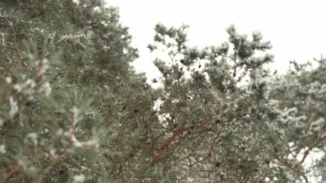 Escena-Rural-De-Nieve-En-árboles-Verdes-En-La-Naturaleza-Salvaje