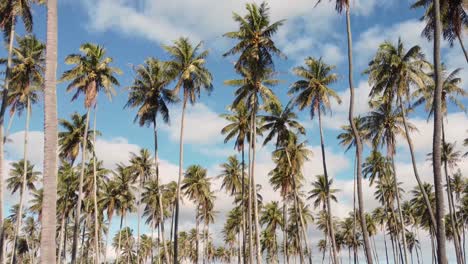 Beautiful-aerial-landscape-of-green-lush-palm-plantation-from-a-drone,-Hawaii,-Kauai,-Kapa’a