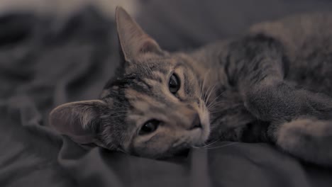 Braunes-Katzenkätzchen,-Das-Im-Bett-Ruht-Und-Sich-Im-Dunklen-Schlafzimmer-Umschaut