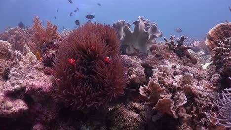 Clownfish-on-coral-reef-wide-angle-view-filmed-on-tripod