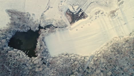 Aerial-top-down-shot-of-white-winter-landscape-with-lake-and-conifer-trees