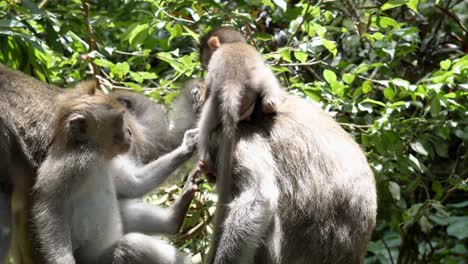 A-cheeky-baby-Monkey-playfully-climbs-on-its-mother-back-before-running-away