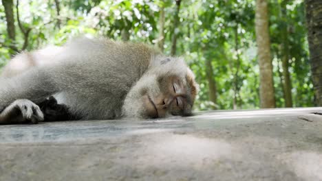Un-Mono-Salvaje-Descansa-Pacíficamente-En-El-Suelo-Con-Un-Fondo-De-Selva-Tropical