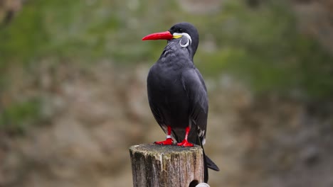 Stationary-Inca-Tern-bird-on-a-tree-trunk