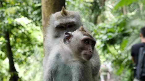 Mother-Monkey-tenderly-grooming-a-younger-sibling-in-a-tropical-rainforest