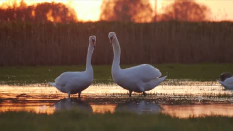 Swans-during-dusk,-standing-in-the-shallow-water-and-grooming-themself