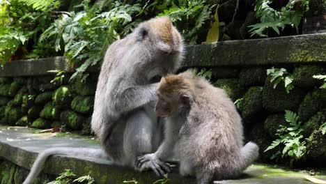 An-adolescent-Monkey-is-efficiently-groomed-by-its-parent