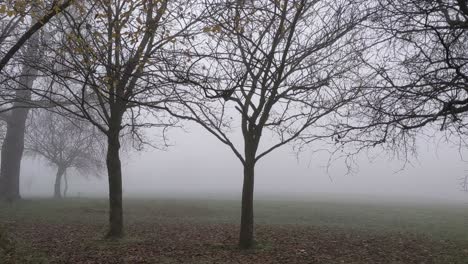 Gespenstischer-Eindringlicher-Nebliger-Nebel-Im-Park-Mit-Herbstbäumen-Uk-4k