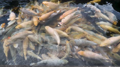 A-large-group-of-Koi-congregate-in-a-Balinese-temple-pond-ready-for-feeding-by-tourist