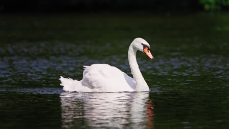 Elegant-white-swan-pushing-water-with-its-foot