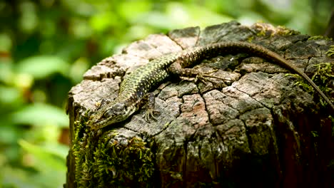 Camouflaged-lizard-is-resting-at-the-old-cutter-tree-remains,-perfectly-fitting-into-natural-surroundings