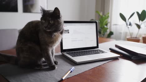 Katze-Spielt-Mit-Einem-Stift-Neben-Einem-Laptop,-Während-Sie-Auf-Dem-Schreibtisch-Steht