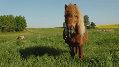 Süßes-Und-Entzückendes-Ponypferd-Frisst-Gras-Auf-Offenem-Feld-Bei-Sonnentag-Und-Wetter