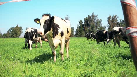 Cows-are-standing-on-green-field-during-sunshine-day,-grooming-themself-and-eating-grass