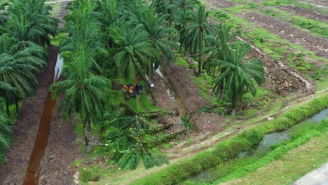 Aerial-view-of-a-destructive-digger-excavator-knocking-down-grove-of-mature-palm-trees,-obliterate-the-aboveground-vegetation-with-birds-foraging-for-fallen-crops-and-invertebrates-in-the-surrounding